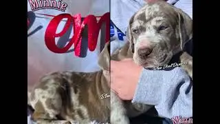 Kentucky great dane puppies