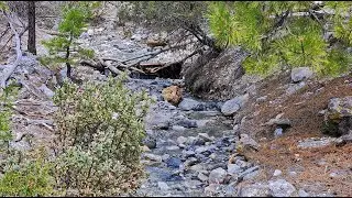 Fletcher Canyon | Sights and Sounds of Water in the Desert | Spring Mountains, Nevada
