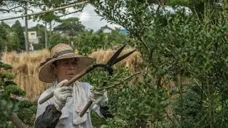 Pruning Pine Trees - A Quick Bonsai Tutorial