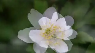 An&eacute;mone des bosquets (Anemone nemorosa) - description, apparence, exigences, culture et soins