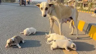 I almost ignored this dog… then i noticed she wasn't alone.