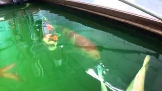 Koi Kas I