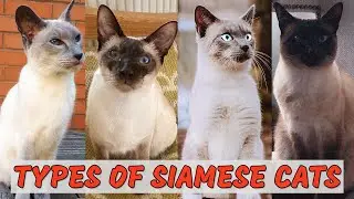 10 самых популярных типов сиамских кошек &mdash; какой лучше для вас?