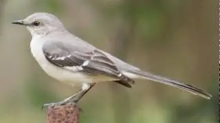 Cenzontle o Sinsonte Cantando Sonido para Llamar El Mejor