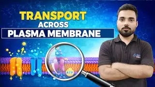Transport Across Plasma Membrane: Diffusion, Facilitated Diffusion & Active Transport Explained
