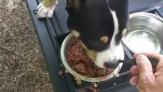 American Bully Loves Raw Diet