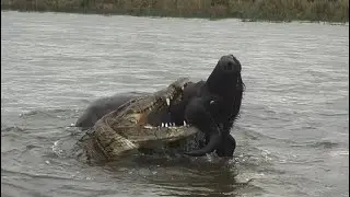 crocodile attack a buffalo bite head strongly escape from crocodile video 