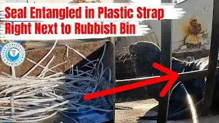 Seal Entangled in Plastic Strap Right Next to Rubbish Bin