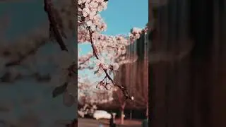 Cherry flowers blooming during spring season | Cherry flowers | #shorts