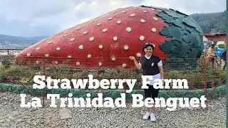 Strawberry Farm BSU La Trinidad Benguet.