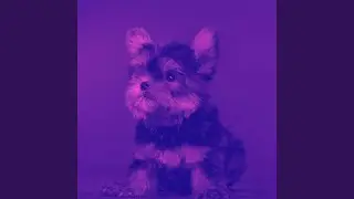 Exquisite Backdrops for Morning Dog Time