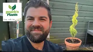 DIY Conifer Topiary 🌲Easy tutorial 🌲