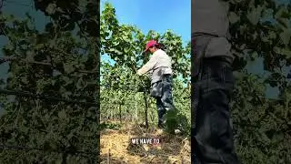 Experiences of internship as international student in Germany 🇩🇪 in winery and vineyard. 