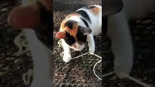 #cats #calicocats #doingwhatcatsdo #between2places #smallspaces #crochetoutdoors