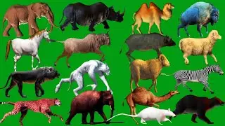Green Screen Animals Line Running and Walking HD Green Screen Video