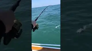 Une magnifique dorade corif&egrave;ne 🎣🐠 #peche #fishing #dorade # mer