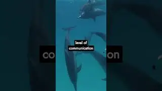 The Hidden Language of Dolphins: Unraveling Aquatic Conversations | Bizarre and Beautiful