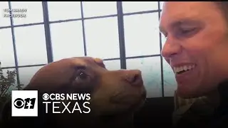 Celebrities turn to Dallas-based biotech company to clone beloved pets, sparking debate over science