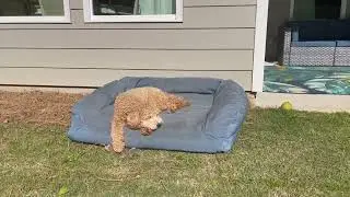 K9 Ballistics Tough Rectangle Pillow Medium Dog Bed Review
