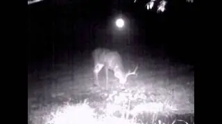 Unexplainable Floating Light on Trail Camera