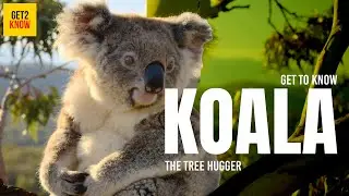 Get To Know, KOALA. The Tree Hugger