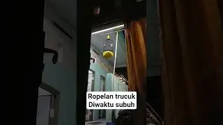Pancingan Trucuk‼️agar cepat bunyi dipagi hari.. buktikan‼️