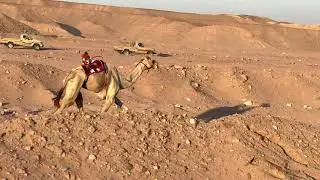 شوط الجذاع وما فوق مسافة 6كم مروح لـ عبدالله فرج الدبر