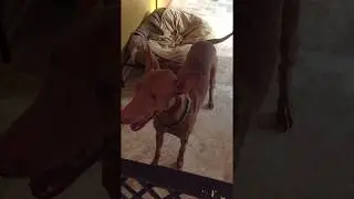 Pharaoh Hound SLOW MOTION SMILE (