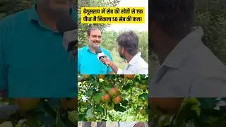 बेगूसराय: सेब की खेती एक पौधा मै निकला 50 सेब!😱.#apple #virals #agriculture #shots #begusarai #bihar
