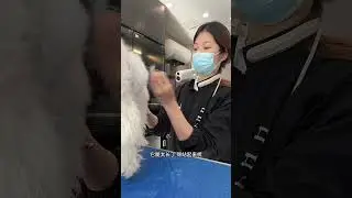 #Bichon Frises have their fur trimmed#Trim the puppy s fur#Pet grooming#Vlog daily#Real Li