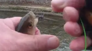 vendredi 16 janvier 2026 pêche à la mouche dans le sichon