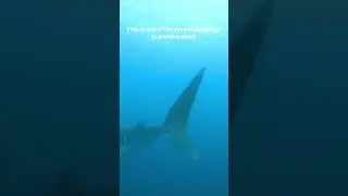 An Unforgettable encounter for our divers at Temple Reef!!