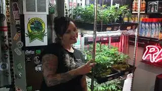 Green Gold 420 Event (Footage)