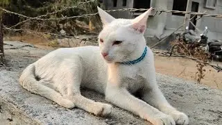 Cute white Meow 😻 | new cat video | cute cat video #trending #catvideos #catlovers #cutecat #cat 