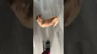 My rescue dog likes to play now #dog #rescue
