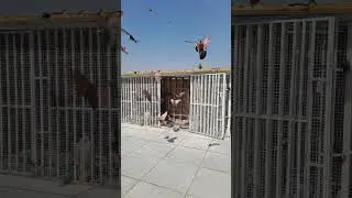 زيارة ميدانية لكابتن الزعفرانية جعفر طيور قوية وحلوات مشاهدة ممتعه