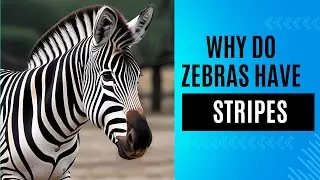 Why Do Zebras Have Stripes - The Truth Behind Nature&rsquo;s Barcode