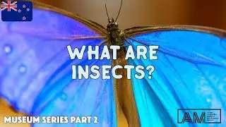 Insects For Kids | Natural Science for Kids