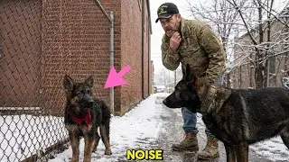 A War Veteran Ignored a Puppy&hellip; Until His K9 Froze in Fear &mdash; What They Found Changed Everything