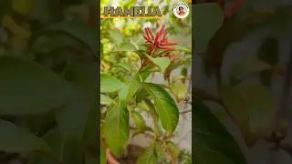 Firebush Plant Care/ Hamelia Plant Care #plants
