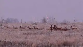 Duża chmara jeleni w zimowy poranek 