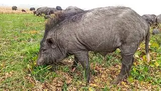 animals video.village animal.winter season pig grazing in village open field 