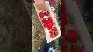 Fresh Fruits | Strawberry Picking | South Coast Farm California #strawberry #fresh #fruit #farm