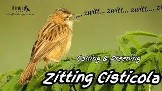 Zitting Cisticola | Zitting Cisticola Call | Cisticola Preening #zittingcisticola #BirdingGuRu