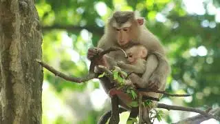 Mama Rose Keep Her Bb Robin Stand Still on Tree Get Milk on Sep9,2024/Vs.4270-Ambers