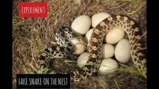putting a fake snake on the bird nest..