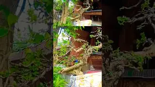 HASILNYA KREEEEN, SANCANG EKSTRIM@mahkotabonsai#shorts#bonsaitree#bonsai