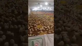 #alpha #chicks #poultryfarming #chuzza#chicks#viralshorts