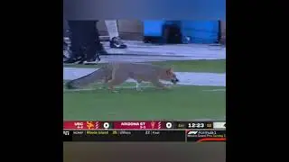 FOX ON THE FIELD!