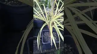 PS46 Young Spindle Palm Tree in the Dougherty Garden on January 11, 2026 #spindlepalmtree #gardening